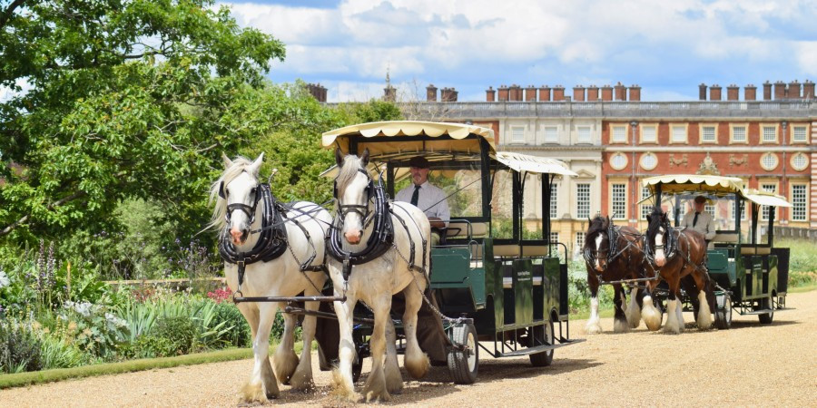 Shire Horse