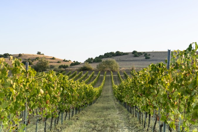 Thracian Bulgarian Vineyards